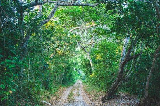 Woodlands of Arabuko Sokoke Forest showing Kenya's coastal trees and natural biodiversity