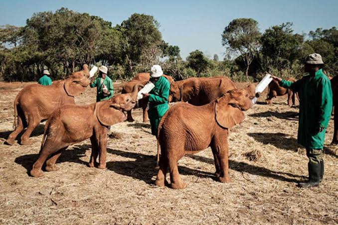 Rescued elephant calves splashing in mud during the Nairobi Elephant Orphanage visit