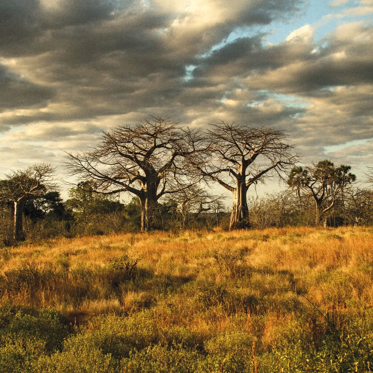 Ruaha baobab forest showcasing surreal East African landscape beauty