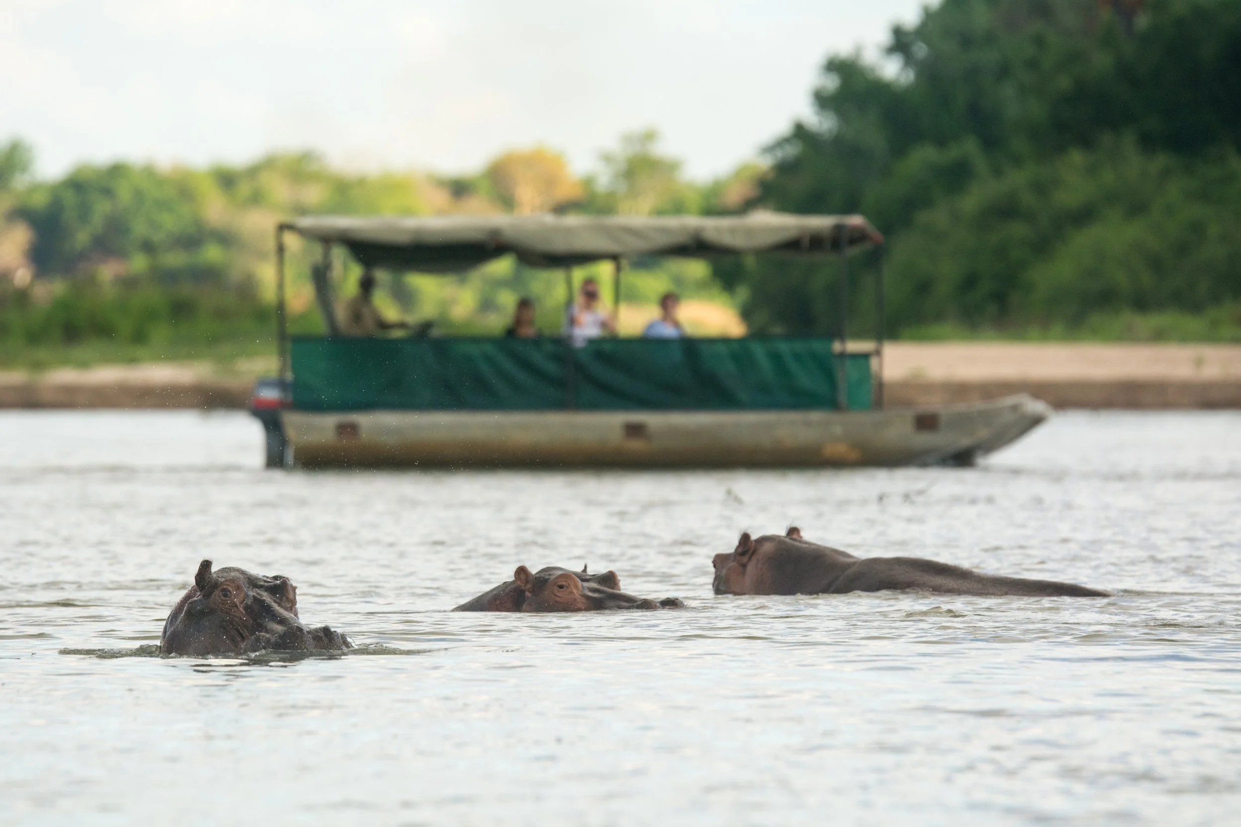 Boat safari cruising past hippos and crocodiles on the Rufiji River peacefully.