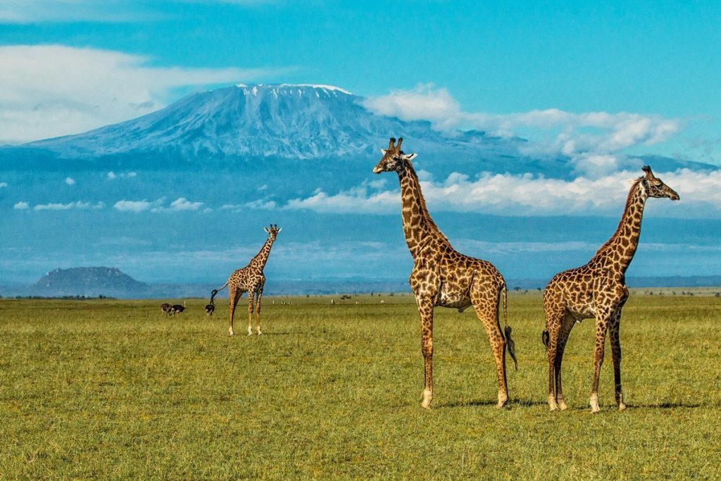 Chyulu Hills National Park: Kenya's Green Rolling Lava Landscape