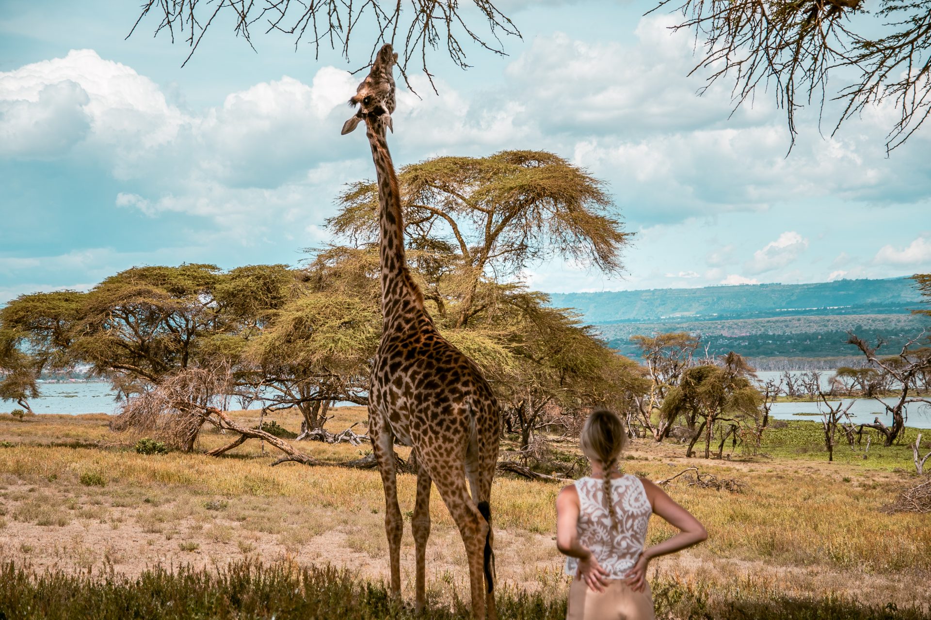 Tourists walking near giraffes and zebras on Crescent Island wildlife trails.