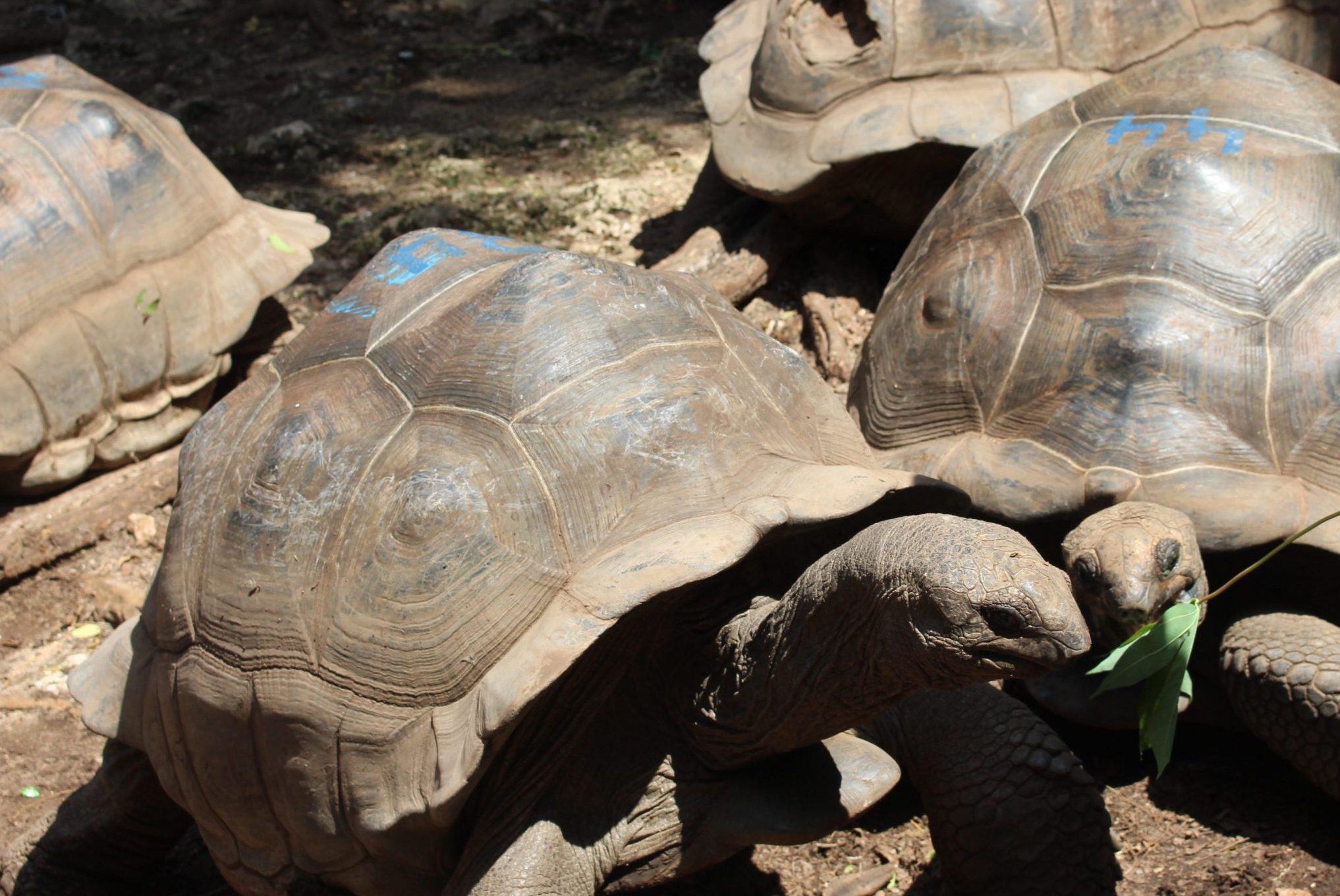 Giant tortoise walking beside historic Prison Island buildings under bright Zanzibar coastal sunshine today