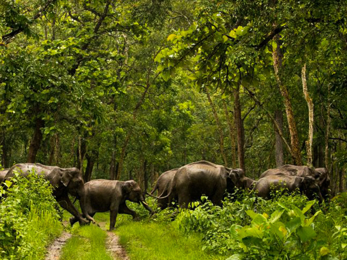 Elephants walking through Shimba Hills coastal forest surrounded by lush green indigenous vegetation peacefully