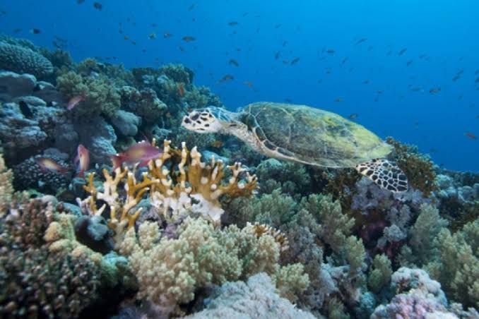 Sea turtle gliding above vibrant coral gardens in Malindi Marine Park beneath clear ocean waters
