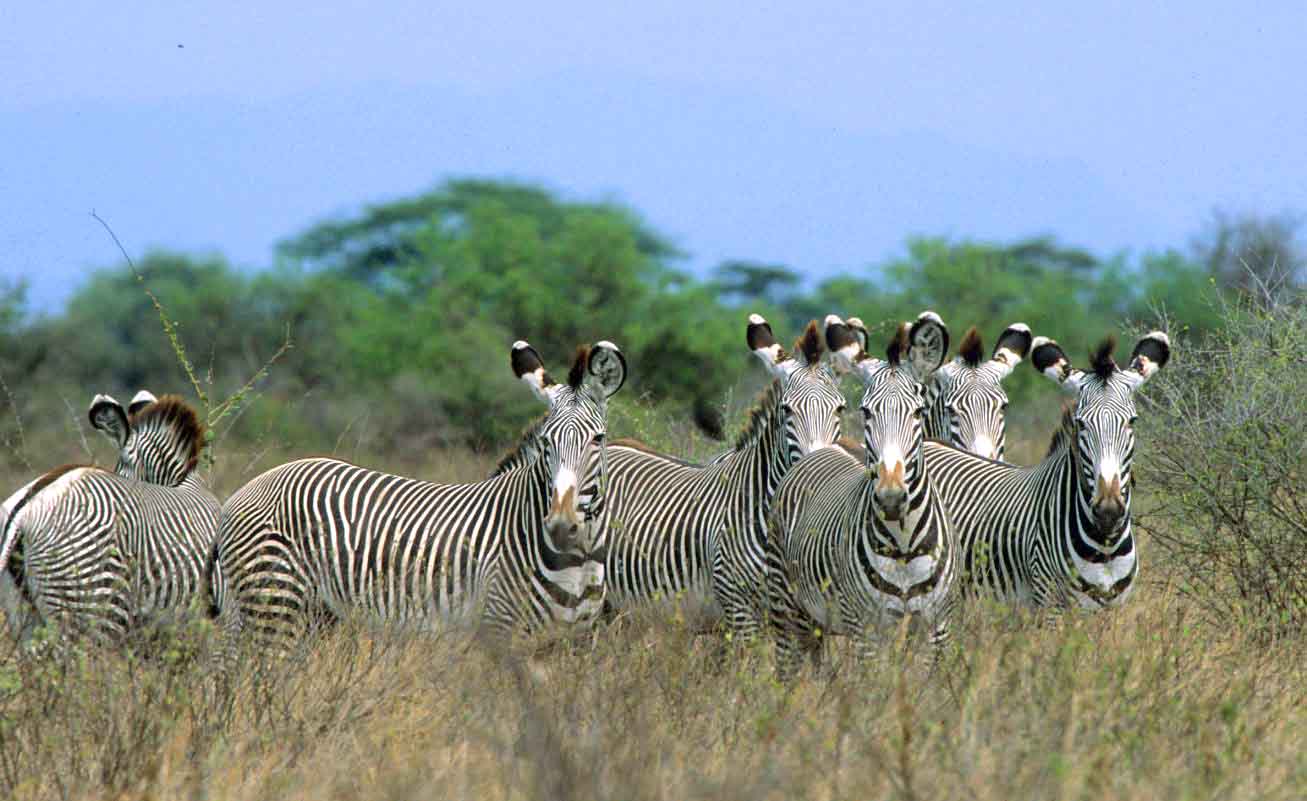 zebras grazing beside river within Meru National Park during peaceful early morning safari adventure.
