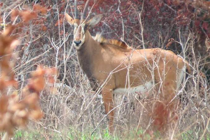 Shimba Hills forest landscape with rare sable antelope grazing peacefully beneath towering indigenous trees