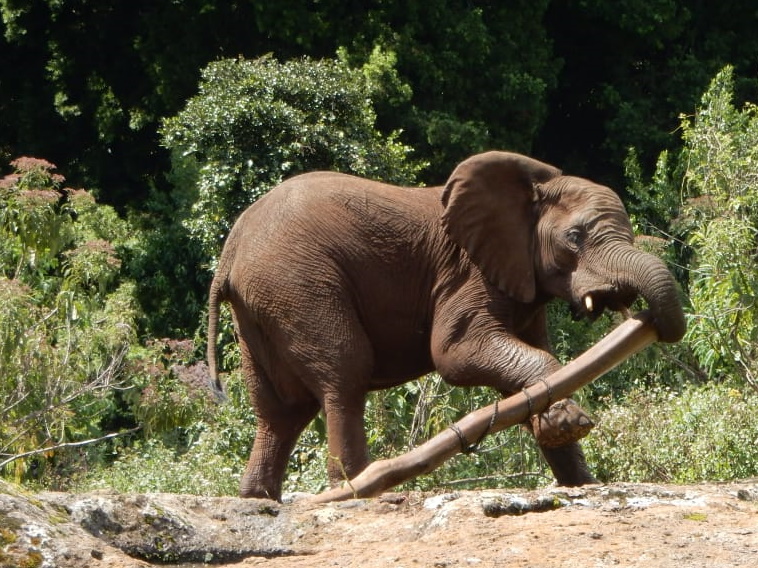 Wild elephant using tusks to dig salt from Kitum Cave rock walls.