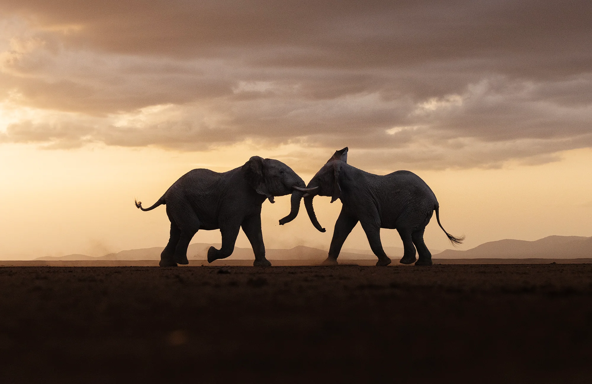 Amboseli at Sunrise: Watching Elephants Against Kilimanjaro