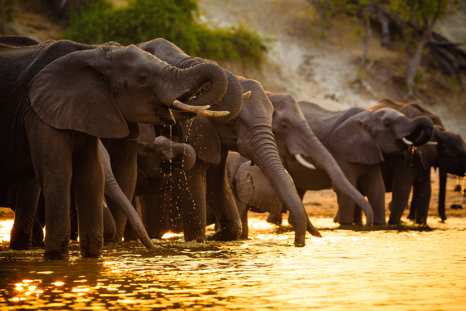 Elephant herd approaching Saadani coastline with golden beach and calm ocean in Tanzania wilderness