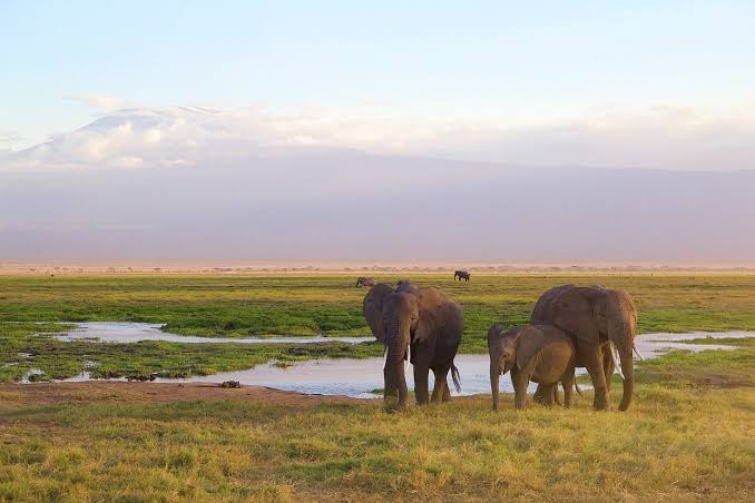Elephant herd wading through Amboseli's green swamp wetlands beneath Mount Kilimanjaro