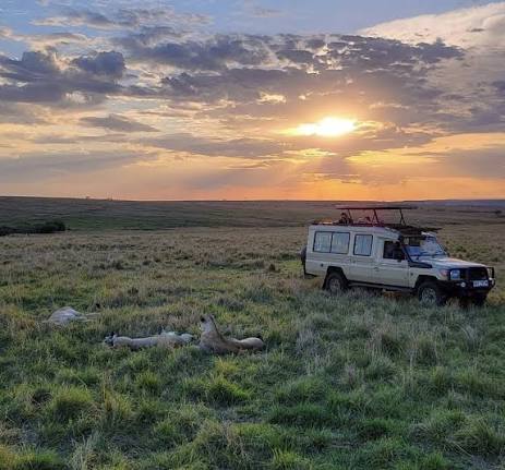 Safari vehicles watching wildebeest cross the Mara River near Entim Camp