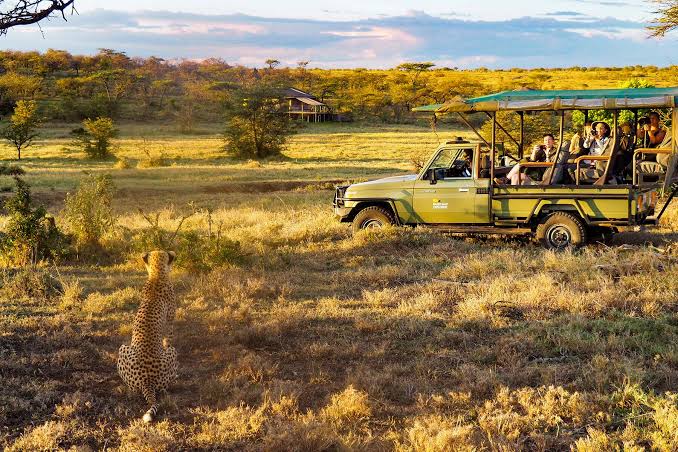 Lleopard pride resting on open savanna grass inside Naboisho Conservancy, Maasai Mara