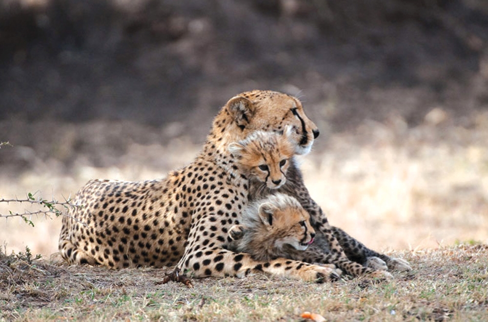 leopard resting undisturbed on open grassland at Mara North Conservancy, Kenya