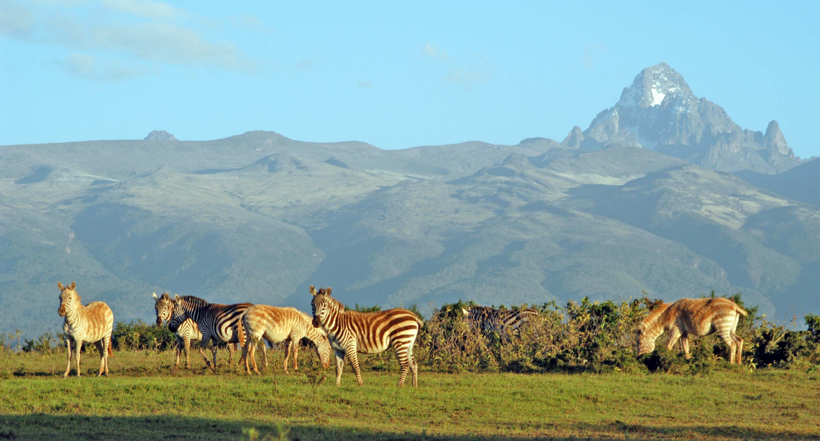 zebras and antelopes grazing beneath Mount Kenya with lush forests and clear blue skies.