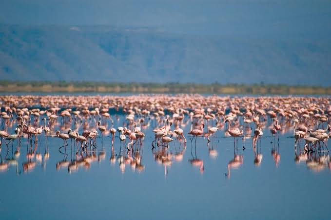 Pink flamingos gathering along Lake Natron with Ol Doinyo Lengai towering behind