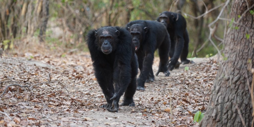 Forest trail leading toward Mahale Mountains with experienced chimpanzee trekking guides and hikers.