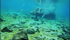 Hippos swimming beneath crystal clear waters at Mzima Springs in Tsavo West National Park.