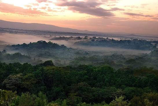 Dense green canopy of Kakamega Forest Reserve, Kenya's last tropical rainforest