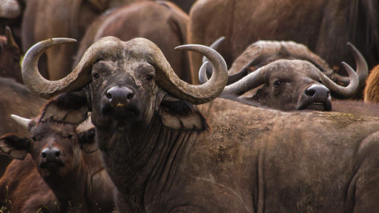 Massive buffalo herd gathering at Katuma River during Katavi's dry season in Tanzania