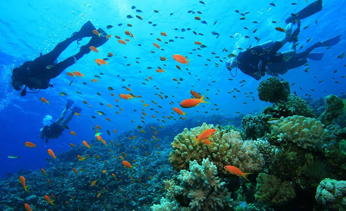 Malindi Marine Park coral reef with colorful tropical fish swimming through crystal clear waters