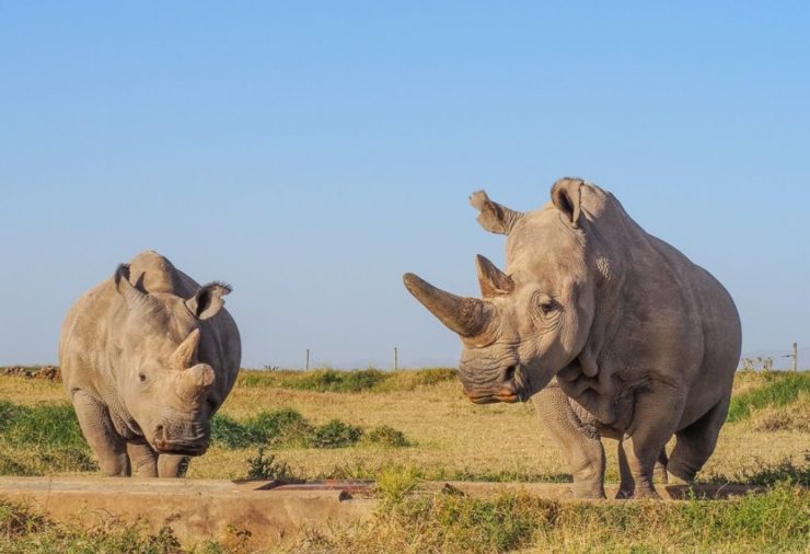 Two northern white rhinos resting safely within Ol Pejeta Conservancy under ranger protection today