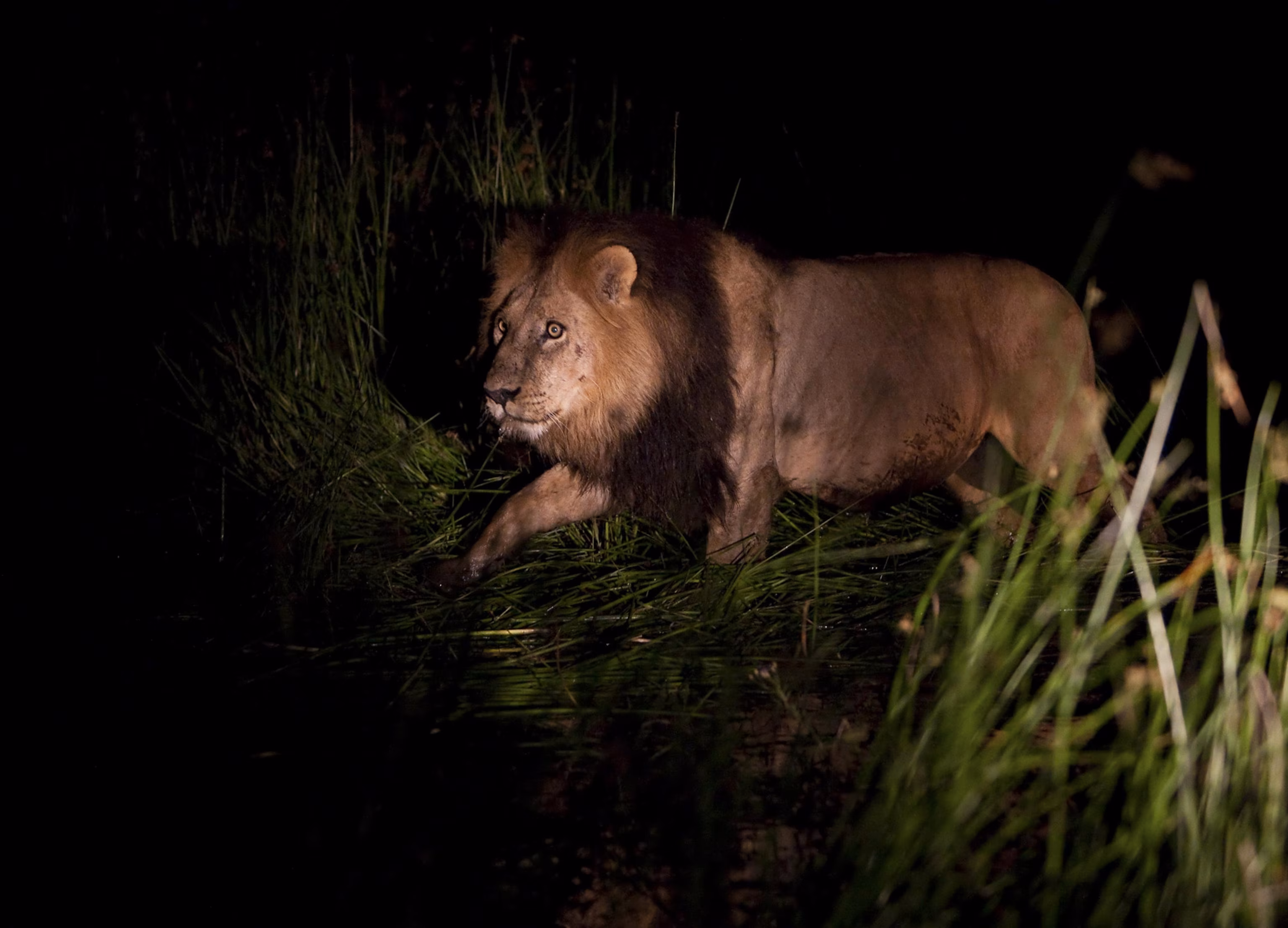 Two lions resting near the road during a night drive in Ruaha