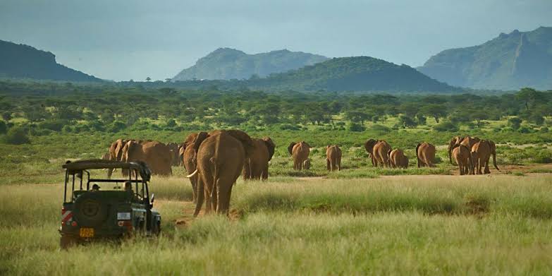 Elephants crossing Ewaso Ng'iro River during sunrise in Samburu National Reserve Kenya.