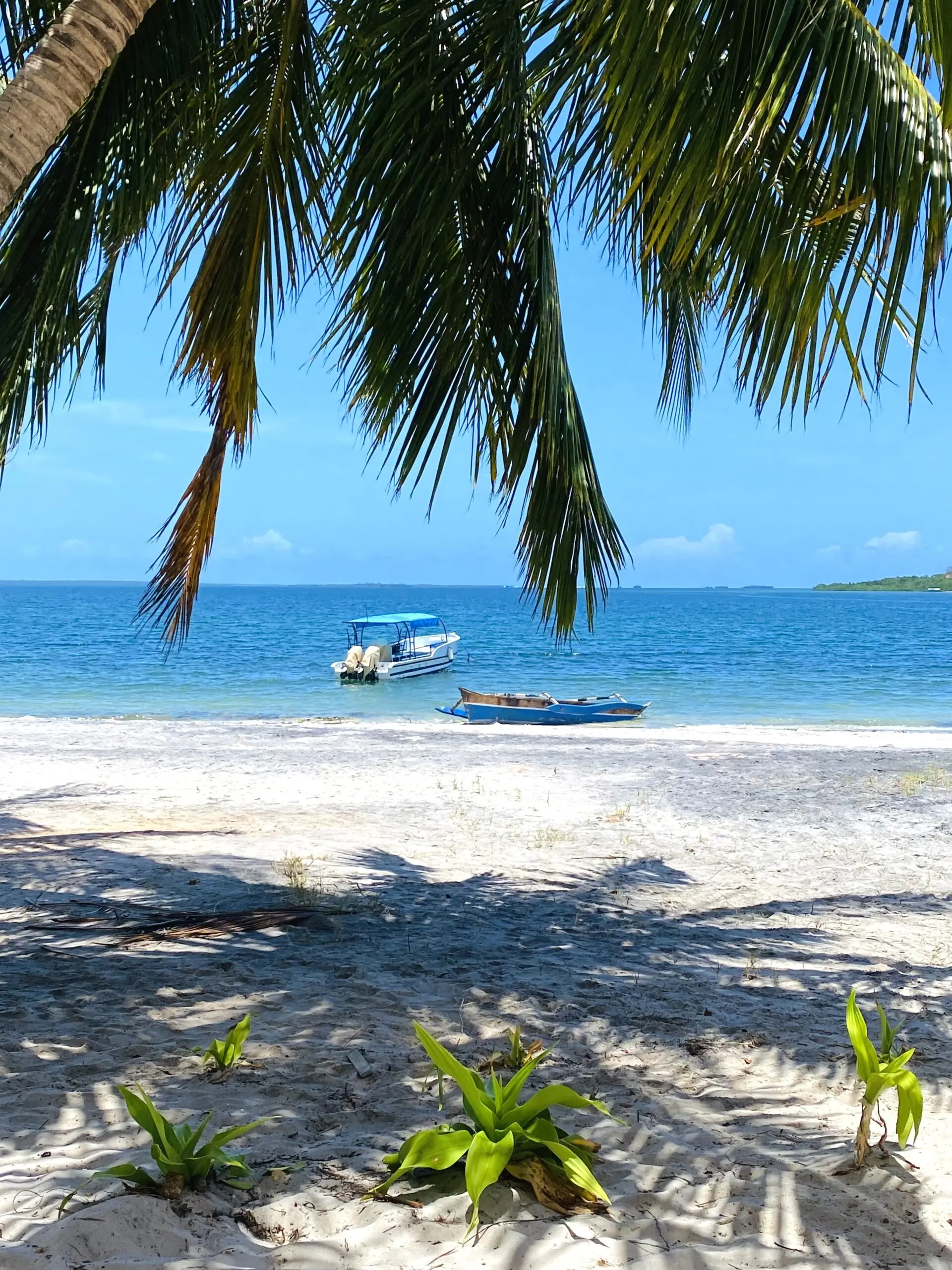 Mafia Island divers exploring colorful coral reefs with tropical marine life underwater.