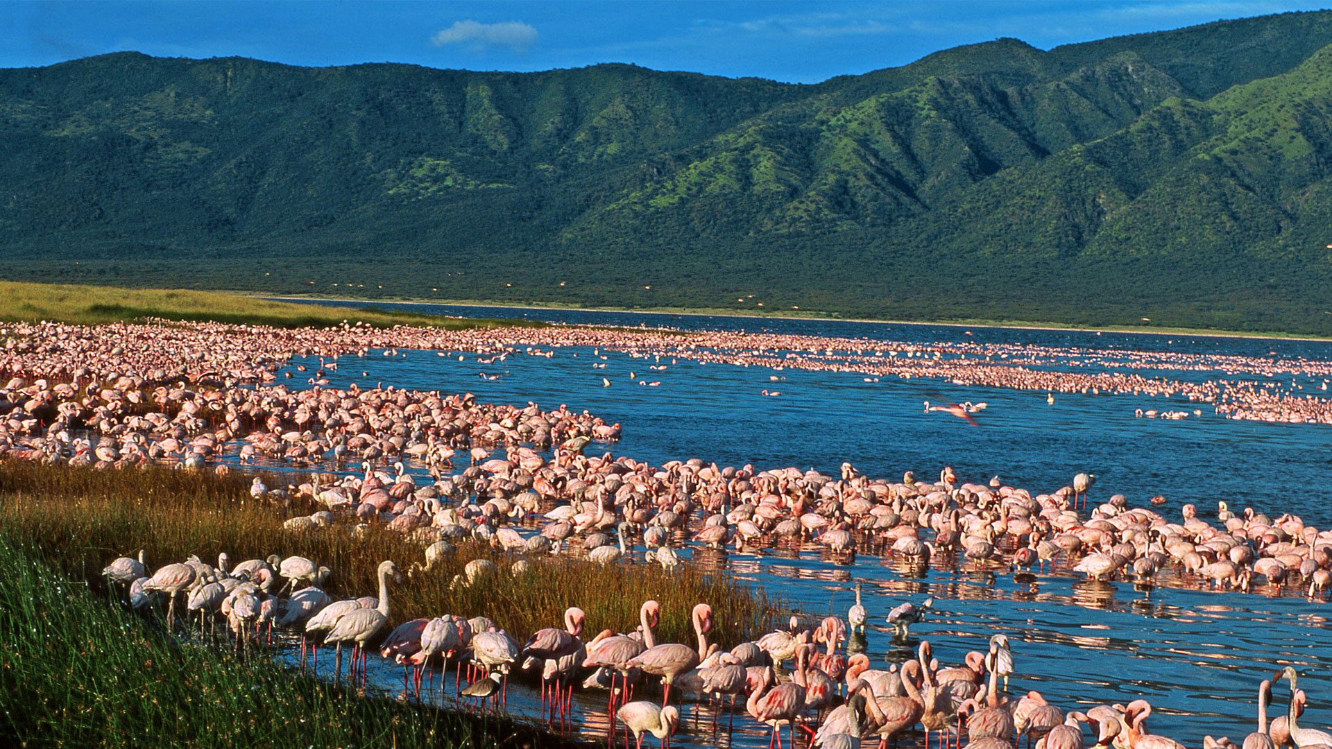 Flamingos gathering along Rift Valley lake beneath dramatic escarpments during peaceful early morning light.