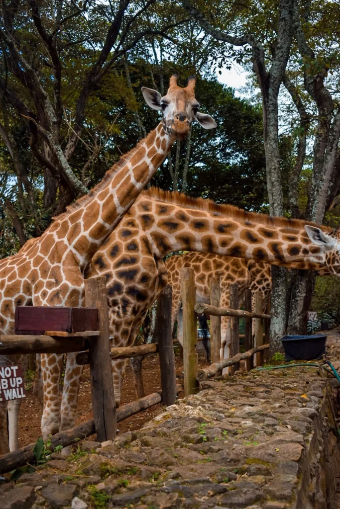 Giraffe Centre Nairobi: What to Expect on a Visit