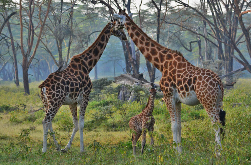 Rothschild's giraffe grazing among acacia trees in Lake Nakuru National Park