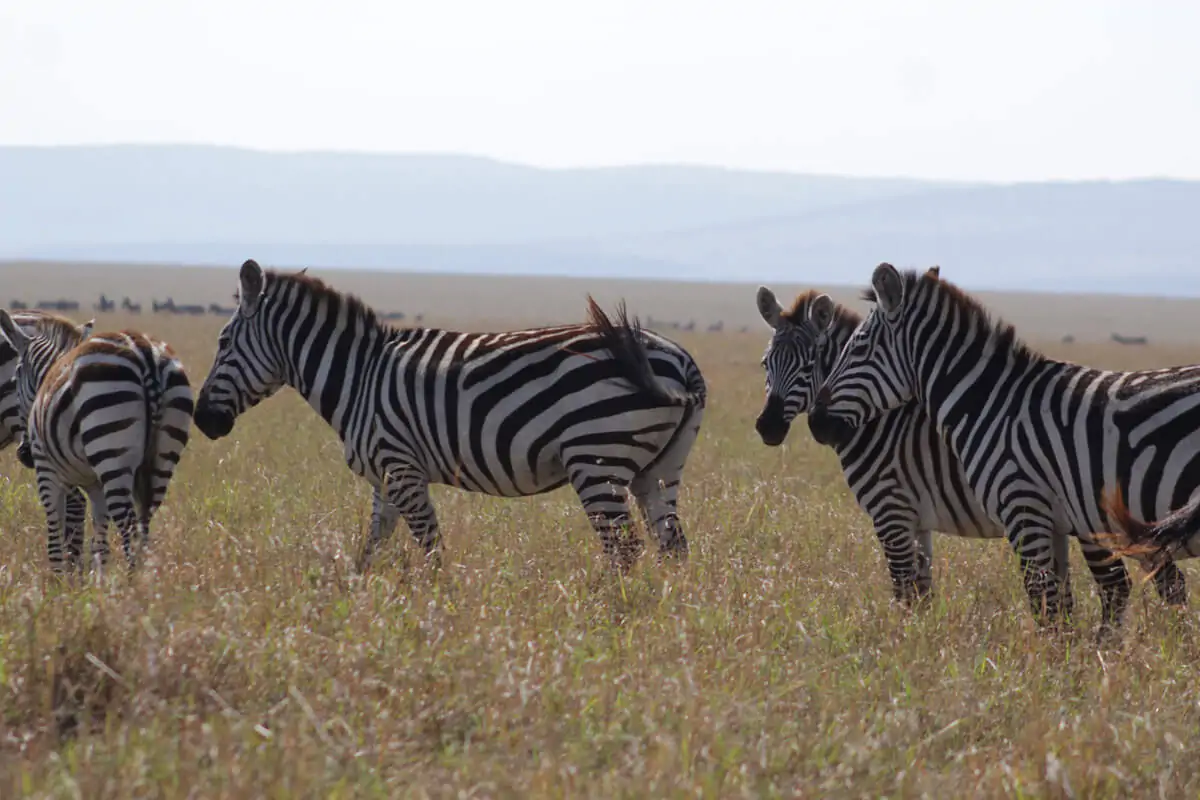 zebras crossing Mikumi grasslands during an early morning wildlife safari drive in Tanzania.