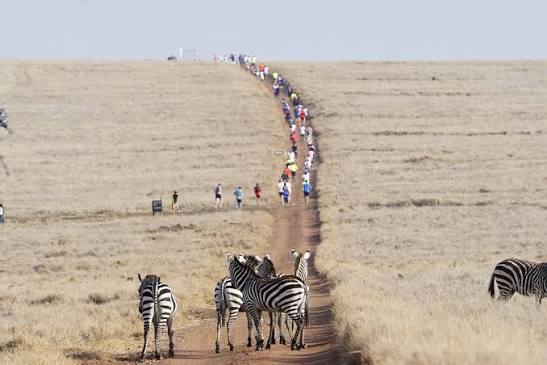 zebras grazing peacefully across Lewa Wildlife Conservancy with Mount Kenya rising beyond open savannah.
