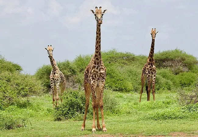 Safari vehicle observing giraffes crossing open grasslands inside Kimana Sanctuary during early morning drive.