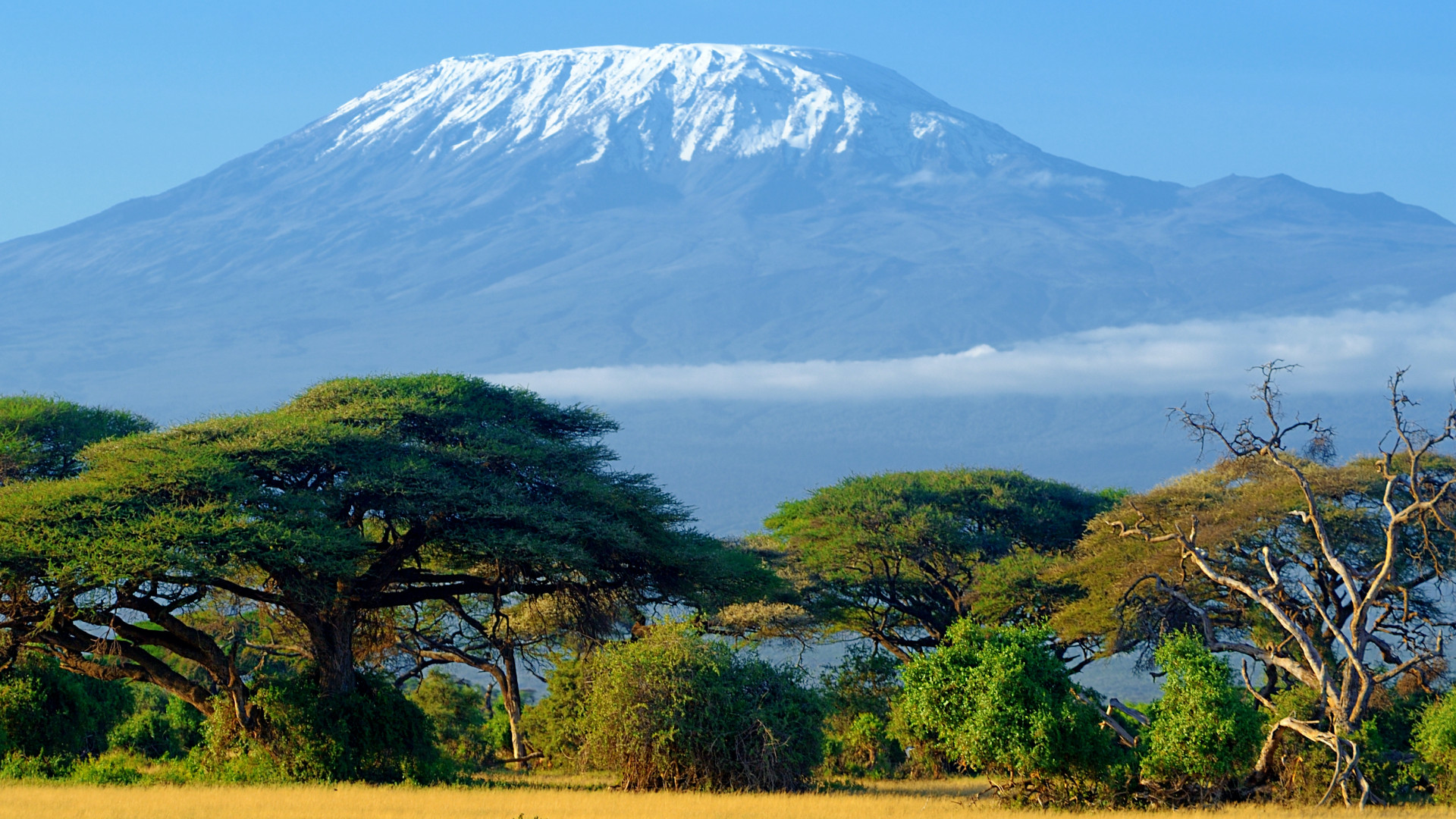 Elephants grazing peacefully across Kimana Sanctuary with Mount Kilimanjaro rising behind them majestically.