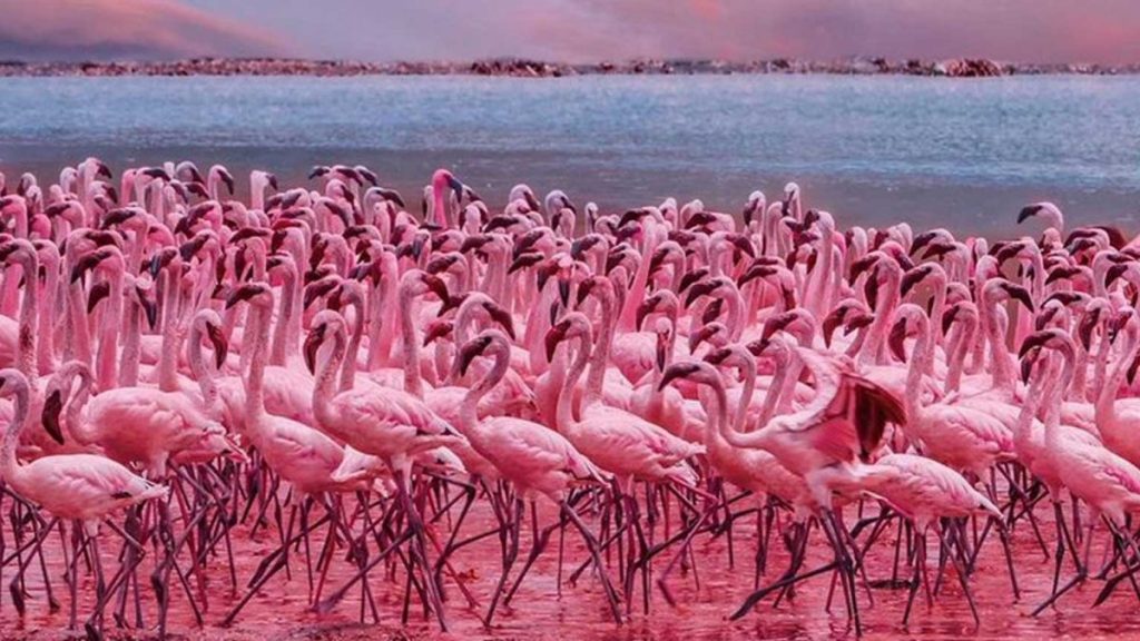 Lake Bogoria: Hot Springs Geysers and Flamingo Reserve