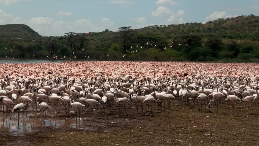 Colorful birds flying above Lake Baringo during peaceful morning birdwatching excursion today.