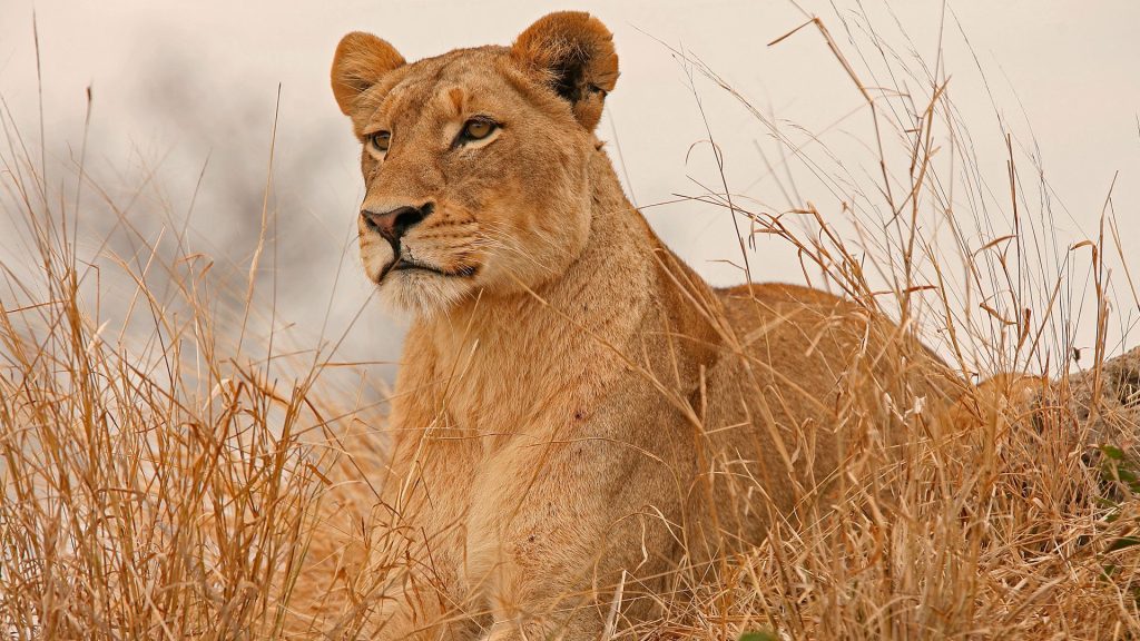 Meru National Park: Kenya's Forgotten Wildlife Wonderland