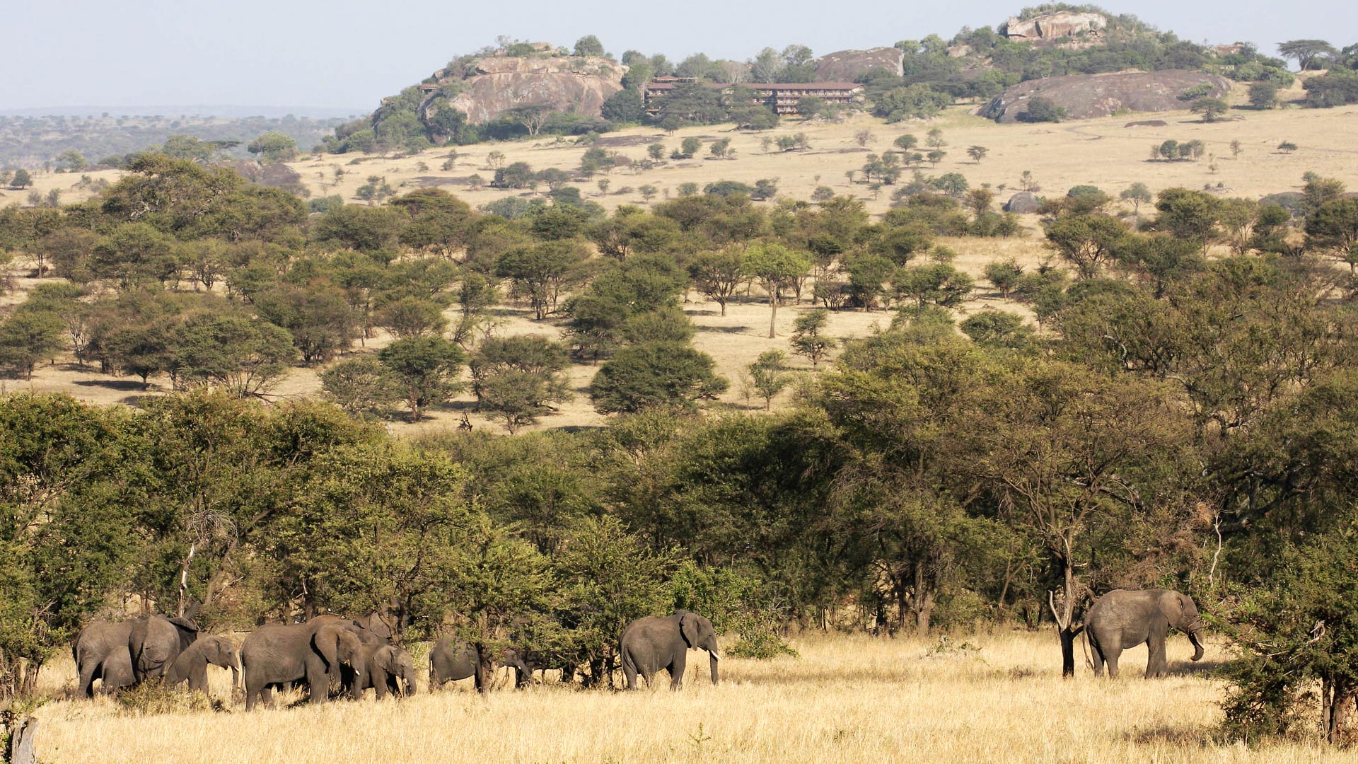 crossing northern Serengeti grasslands near Lobo Wildlife Lodge during dry season