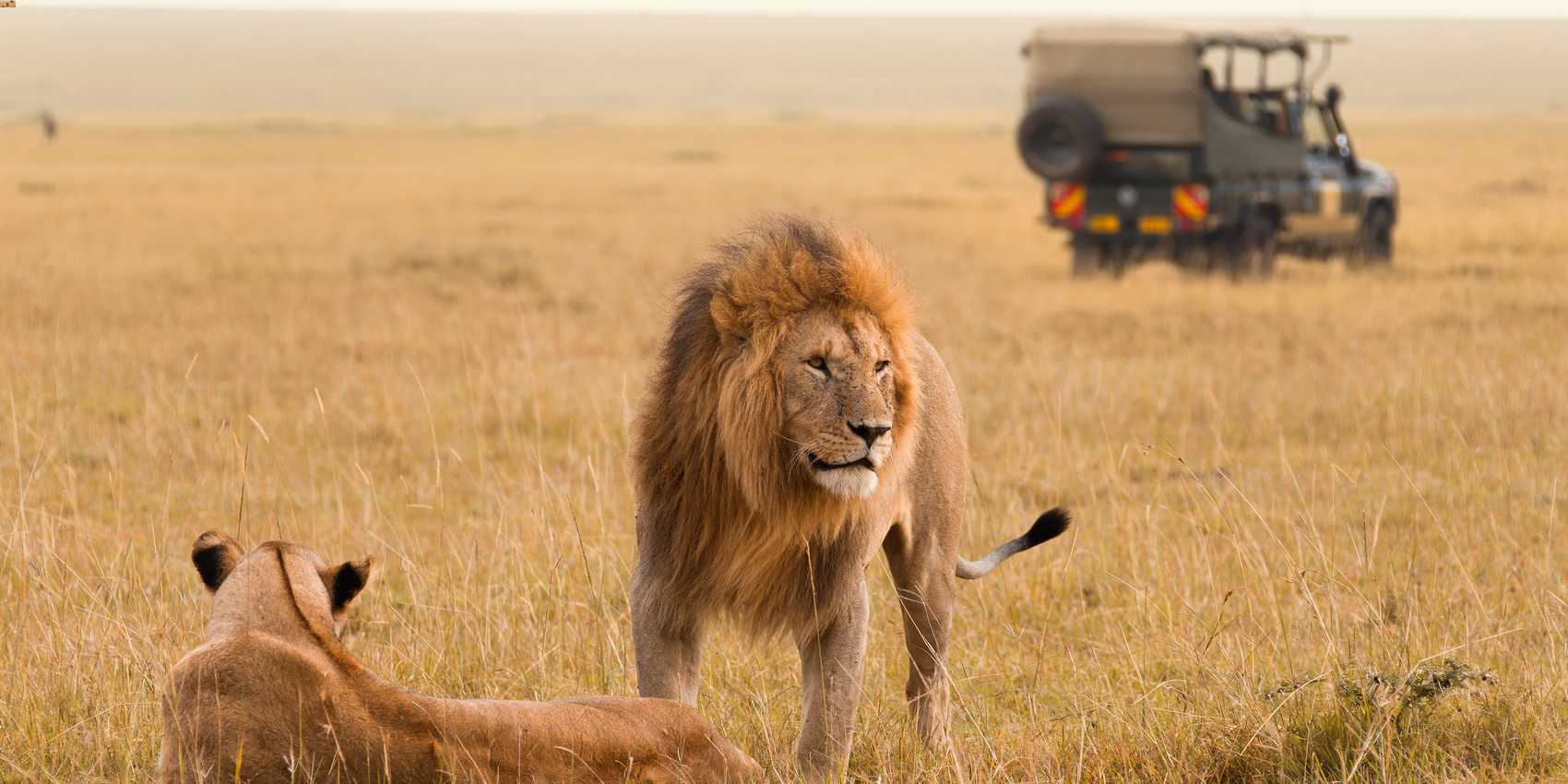 Safari vehicle observing lions roaming open grasslands in Kenya's Maasai Mara Reserve during sunrise.