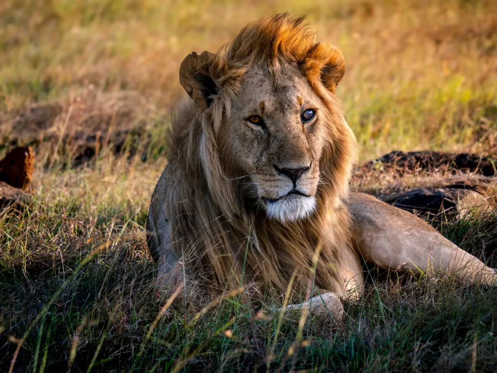 Maasai Mara wildlife landscape showing lion and grazing animals across open plains