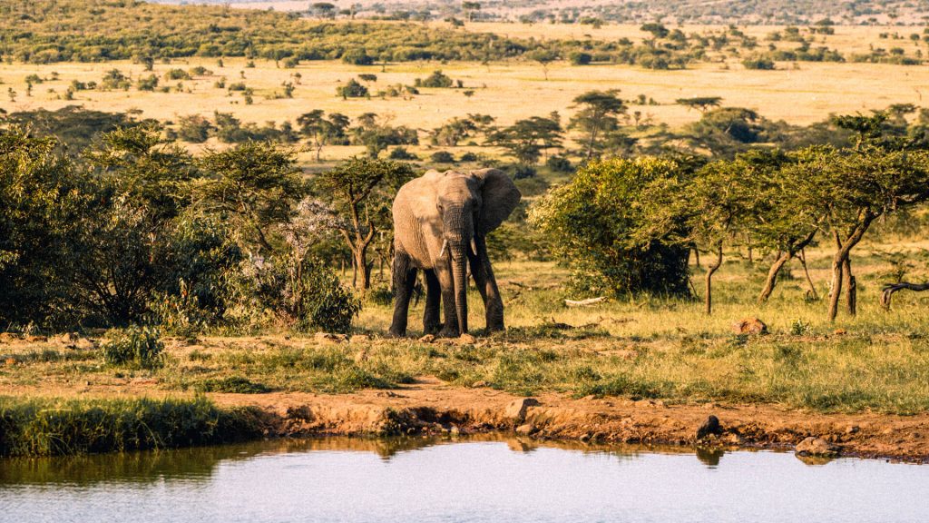 Naboisho Conservancy: A Place to Avoid Mara Crowds