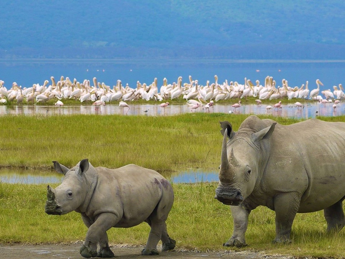 Rhino grazing beside Lake Nakuru's shore with the flamingos in the background