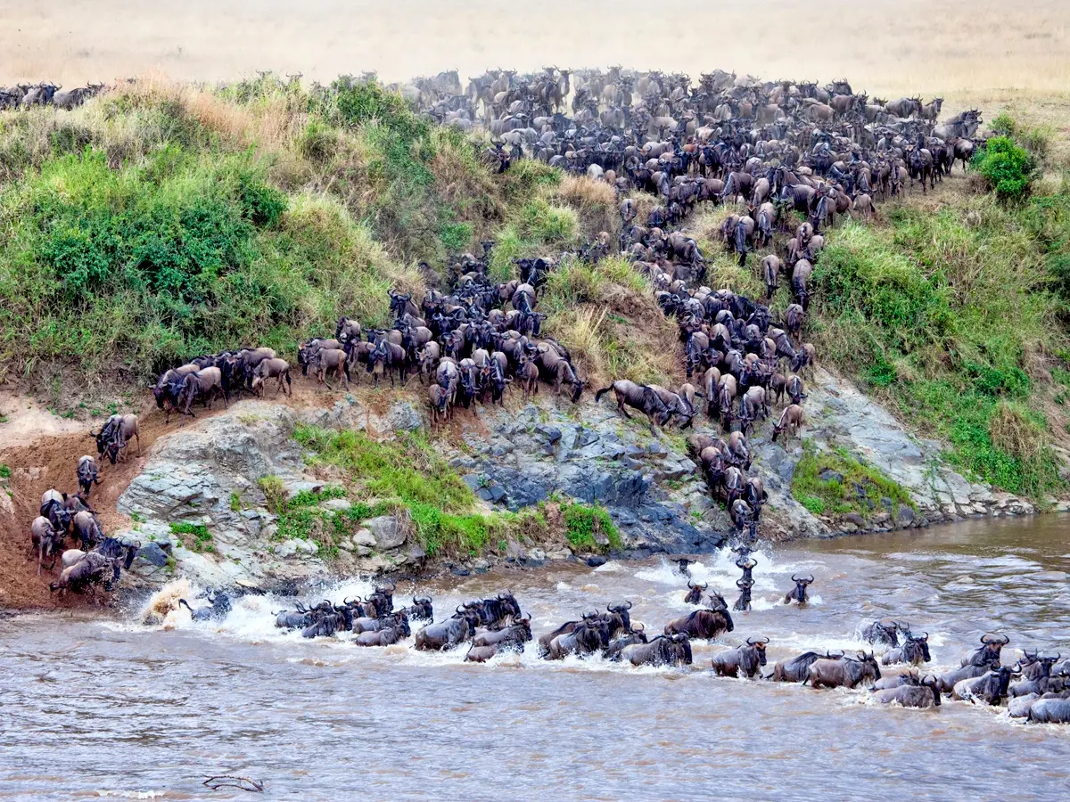 another alt text of 12 words using wild beast crossingWildebeest crossing the Ngoswani River as predators watch closely from the grassy banks
