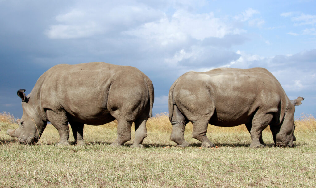 Ol Pejeta Conservancy northern white rhino grazing peacefully across Kenya's protected wildlife reserve grasslands