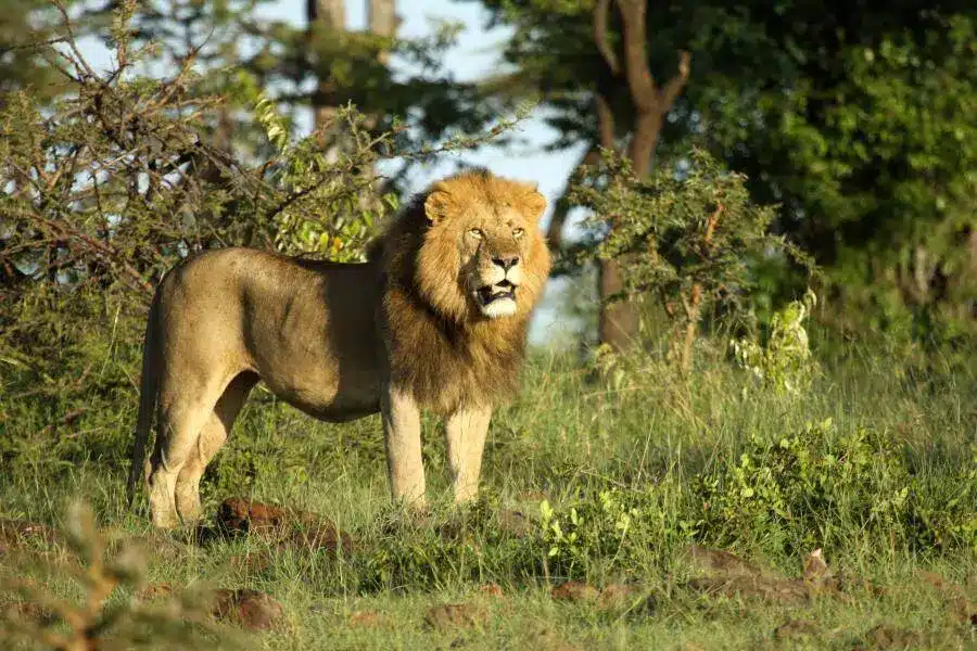 Lion standing proudly in Olare Motorogi Conservancy grasslands during an unforgettable safari experience.