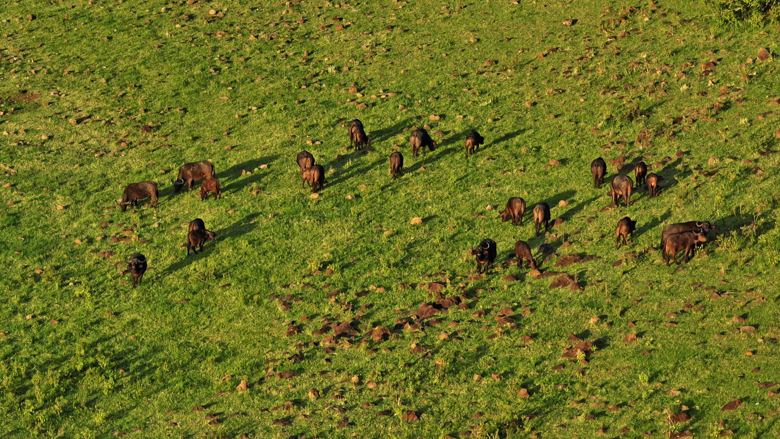 Aerial overview of Marsabit National Park's forested crater rising above Kenya's northern desert.
