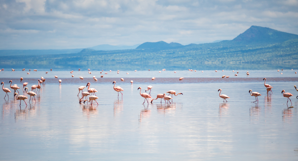 Flamingos feeding across Lake Natron beneath volcanic cliffs during golden sunrise in Tanzania
