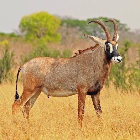Ranger observing roan antelope herd near Lambwe River in Ruma National Park